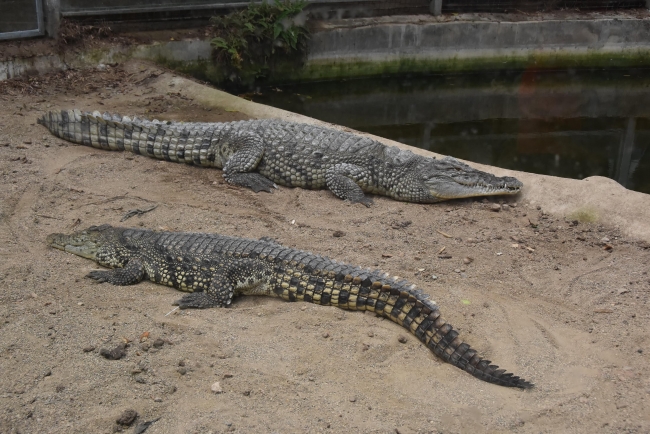 Doğal Yaşam Parkı'ndaki hayvanlara çocukları gibi bakıyorlar